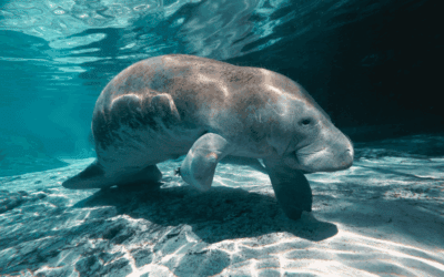 Are You Implementing Small, Simple Improvements Daily?